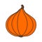Pumpkin. Hokkaido pumpkin cute hand drawn illustration vector.