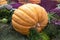 Pumpkin of huge size varieties Atlantic giant on the background of flowers of yellow leaves, hay. Food, vegetables, agriculture