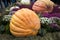 Pumpkin of huge size varieties Atlantic giant on the background of flowers of yellow leaves, hay. Food, vegetables, agriculture