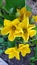 Pumpkin inflorescences. Large yellow pumpkin flowers in bloom