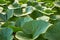 pumpkin leaves and stems twining after the rain, texture background