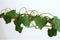 Pumpkin leaves vine plant stem and tendrils Generative AI.