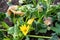 Pumpkin leaves withered after the night frosts. Damaged plant leaves