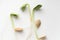 Pumpkin microgreens. Sprouting Microgreens. Seed Germination at home