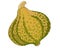 Pumpkin motley spotted vegetable - vector full color picture. The pumpkin fruit with picturesque spots