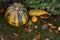 Pumpkin and ornamental gourds with fall leaves in a garden