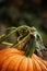 Pumpkin Outside of Fence at Gaden Growing