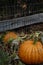 Pumpkin Outside of Fence at Gaden Growing