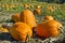 Pumpkin Patch 2