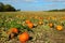 Pumpkin Patch