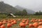 Pumpkin Patch