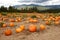 Pumpkin Patch