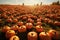 Pumpkin patch aerial view with rows of pumpkins