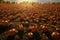 Pumpkin patch aerial view with rows of pumpkins