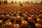 Pumpkin patch aerial view with rows of pumpkins