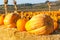 Pumpkin patch in California.