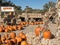 Pumpkin Patch complete with a hay ride