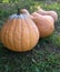 Pumpkin patch, crop in the garden autumn