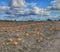 Pumpkin patch fall warm beautiful