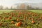 A pumpkin patch on a farm field in the Snoqualmie Valley near Seattle