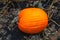 Pumpkin patch field. Halloween pumpkin closeup on a farm. Organic vegetable farming in Autumn during Thanksgiving time. Harvest