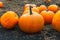 Pumpkin patch field. Halloween pumpkins closeup on a farm. Organic vegetable farming in Autumn during Thanksgiving time. Harvest