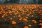 Pumpkin patch field. Halloween pumpkins on a farm. Organic vegetable farming in Autumn during Thanksgiving time. Harvest season