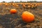 Pumpkin patch field. Halloween pumpkins on a farm. Organic vegetable farming in Autumn during Thanksgiving time. Harvest season