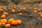 Pumpkin patch field. Halloween pumpkins on a farm. Organic vegetable farming in Autumn during Thanksgiving time. Harvest season