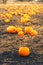 Pumpkin patch field. Halloween pumpkins on a farm. Organic vegetable farming in Autumn during Thanksgiving time. Harvest season