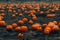 Pumpkin patch field. Halloween pumpkins on a farm. Organic vegetable farming in Autumn during Thanksgiving time. Harvest season