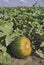 Pumpkin in a patch with hayride in the background