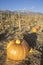 Pumpkin Patch, Ojai, California