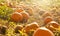 Pumpkin Patch Outdoors In Autumn