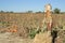 Pumpkin patch scare crow with a smile