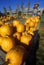 Pumpkin patch with scarecrows along Scenic Route 100, VT