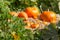 Pumpkin patch. Several pumpkins resting on straw