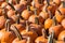 Pumpkin patch with sharp focus, bright