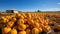 Pumpkin patch on sunny autumn day. Colorful pumpkins ready for Halloween