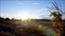 Pumpkin patch at sunrise with lens flare