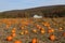 Pumpkin Picking