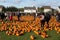 Pumpkin picking