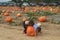 Pumpkin picking at the Hank`s Pumpkintown in Water Mill, NY