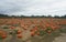 Pumpkin picking at the Hank`s Pumpkintown in Water Mill, NY