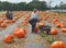 Pumpkin picking at the Hank`s Pumpkintown in Water Mill, NY