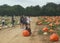 Pumpkin picking at the Hank`s Pumpkintown in Water Mill, NY