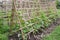 The pumpkin plant climber on wood grill