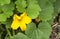 Pumpkin Plant with Flowers