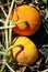 Pumpkin plant growing in black earth, couple orange pumpkins on stem