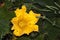 Pumpkin plant raises a beautiful yellow shiny flower just before the yield. Excellent amd vibrant color of the flora.